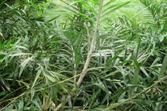 Calamus viminalis var. fasciculatus